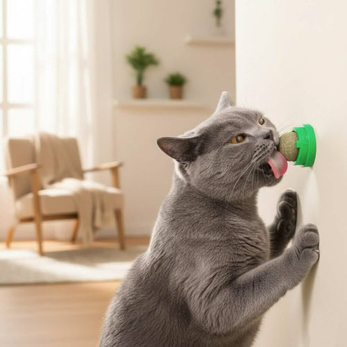 Petsify™ ZenSphere: The 100% Natural Wellness Wall Ball