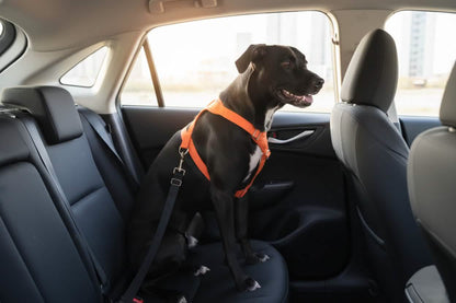 Petsify™ GuardianRide: Adjustable Universal Pet Safety Belt